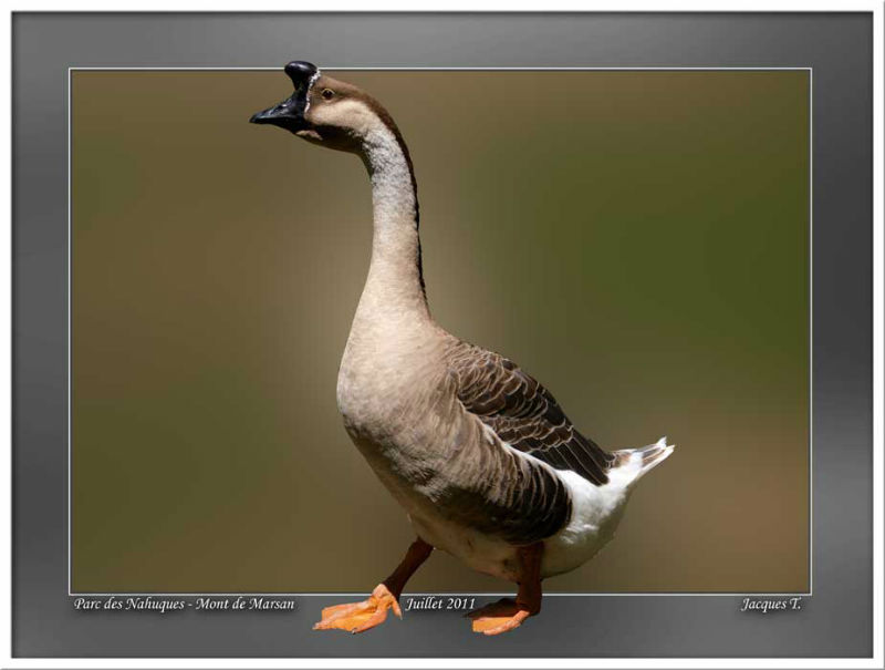 Monde Animal Oiseaux Ansériformes Oie