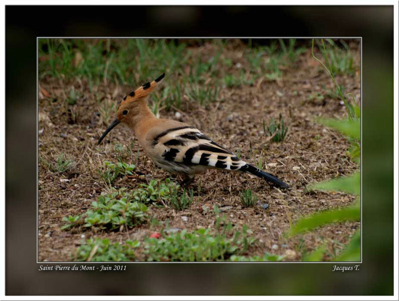 images d'oiseaux bucérotiformes du monde animal