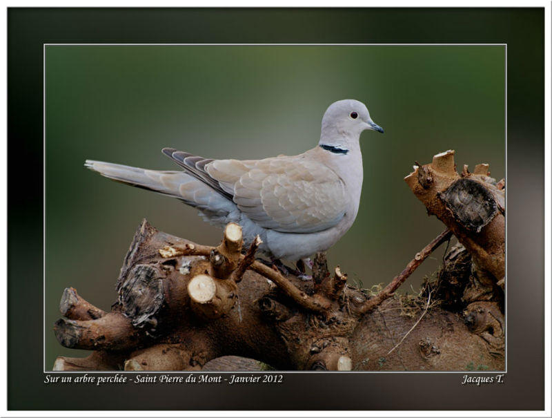 images d'oiseaux columbiformes du monde animal