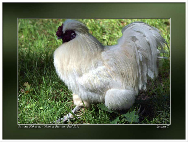 images d'oiseaux galliformes du monde animal