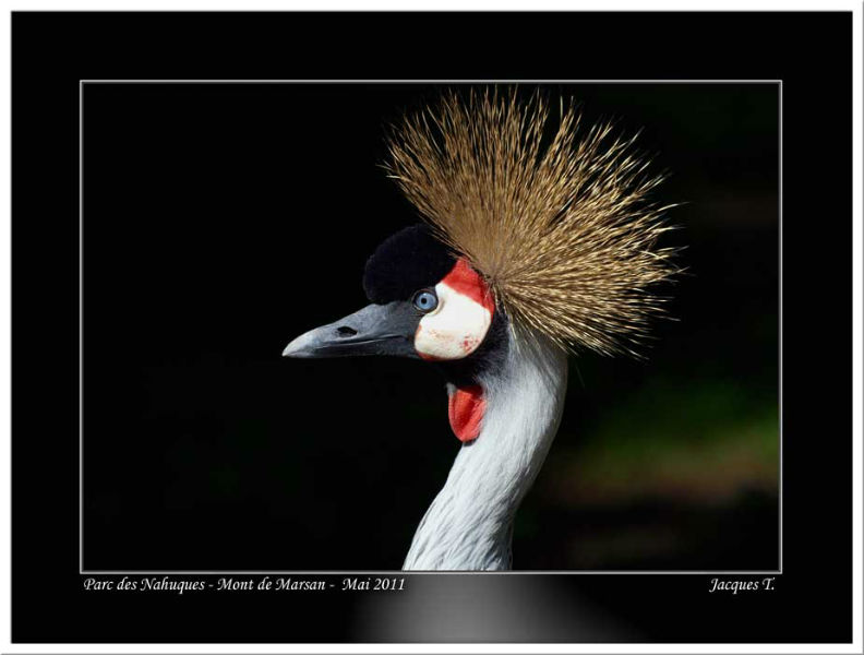 images d'oiseaux gruiformes du monde animal