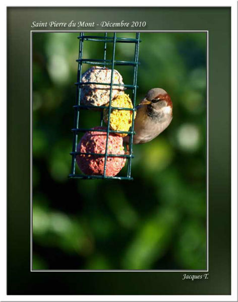 Monde Animal Oiseaux Passériformes Paridés Mésange moineau