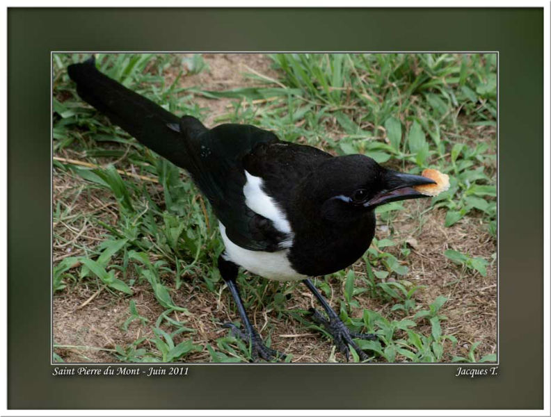 Monde Animal Oiseaux Passériformes Paridés Mésange Pie bavarde