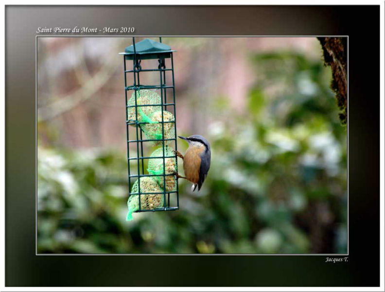 Monde Animal Oiseaux Passériformes Sittidés Sitelle Torchepot