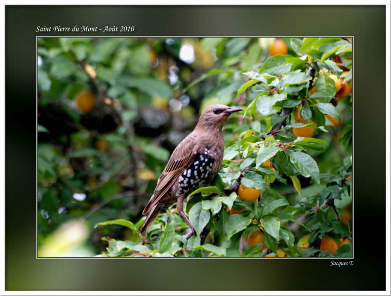 Monde Animal Oiseaux Passériformes Sturnidés Etourneau Sansonnet