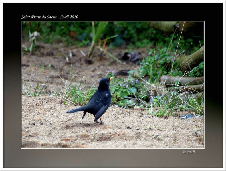 Monde Animal Oiseaux Passériformes Turdidés Merle