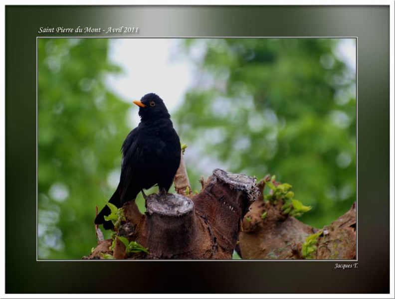 images d'oiseaux passériformes du monde animal