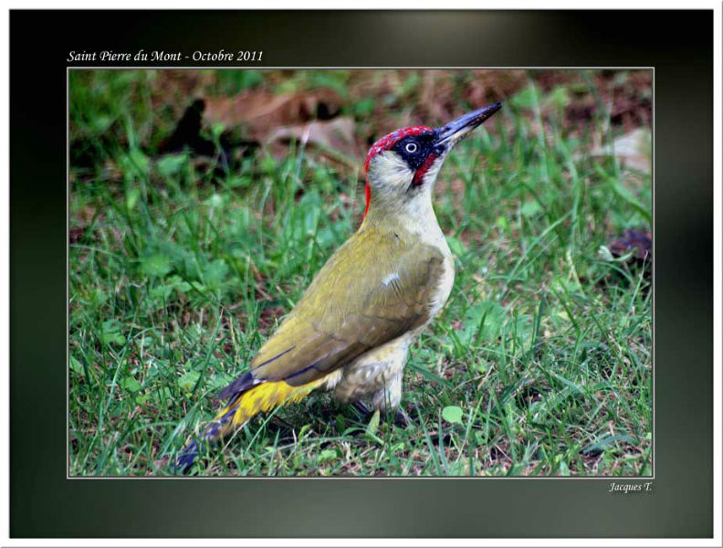 images d'oiseaux piciformes du monde animal